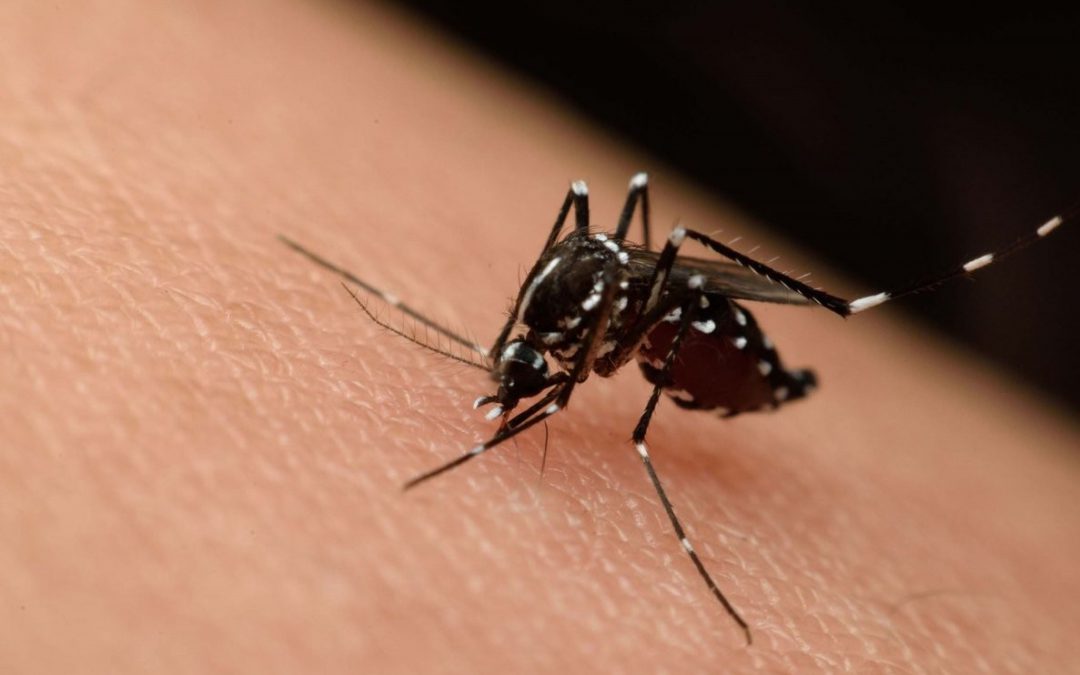 Dengue en México 2023: Prevención y Protección Financiera