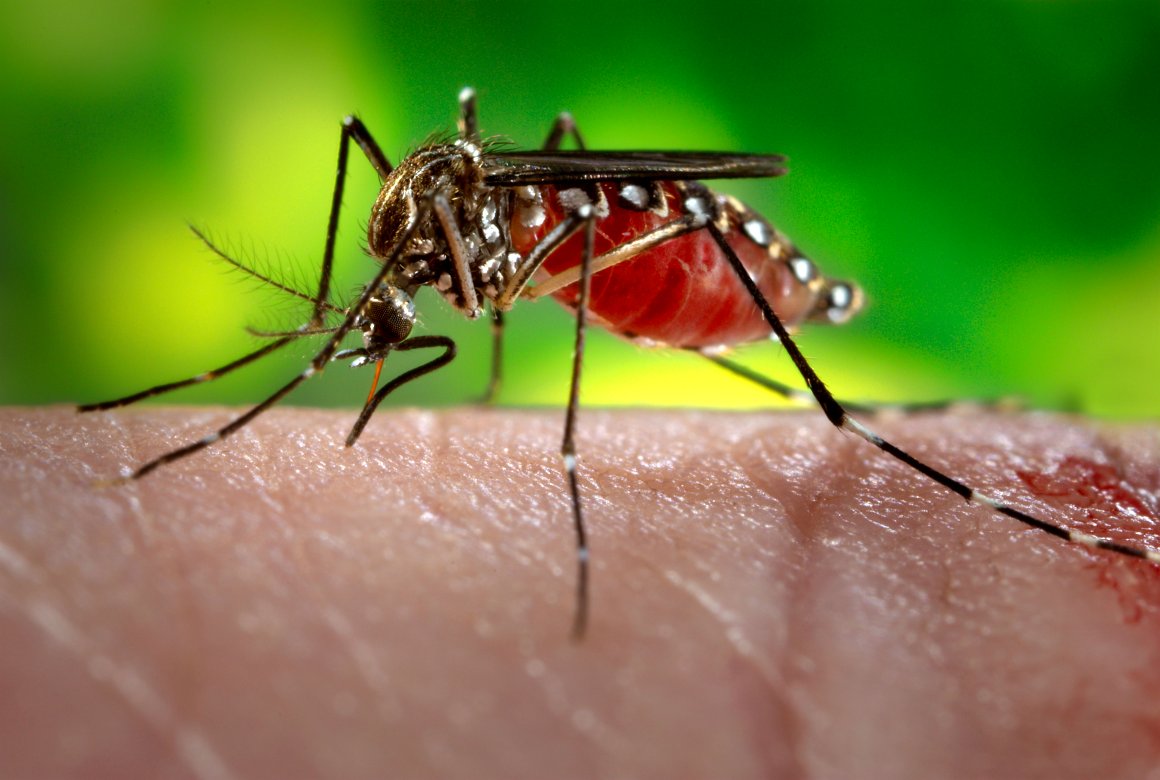 dengue en México